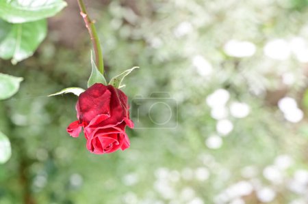 Téléchargez les photos : Belle fleur de rose rouge poussant dans le jardin - en image libre de droit