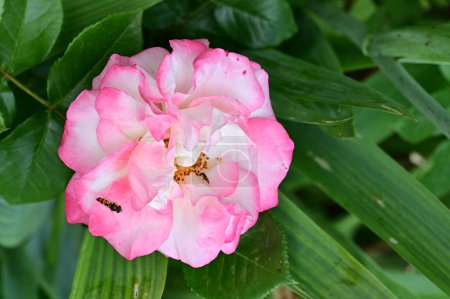 Foto de Primer plano de la abeja sentado en rosa hermosas flores que crecen en el jardín - Imagen libre de derechos