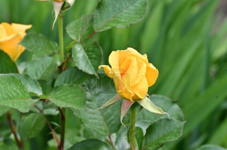 Foto de Hermosas rosas amarillas en el jardín - Imagen libre de derechos