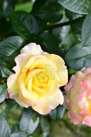 Foto de Hermosas rosas que crecen en el jardín - Imagen libre de derechos