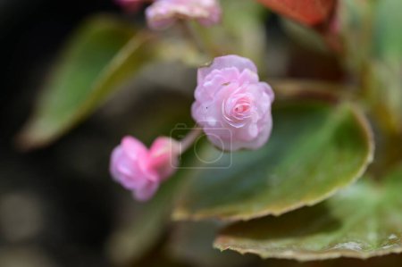 Foto de Hermosas flores rosadas creciendo en el jardín - Imagen libre de derechos