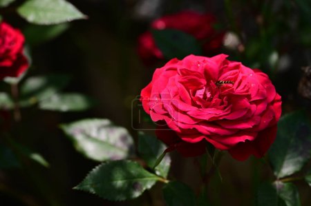 Photo for Beautiful roses growing on the garden - Royalty Free Image
