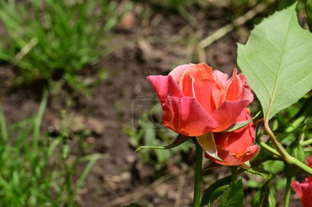 Foto de Hermosas rosas rosadas en el jardín - Imagen libre de derechos