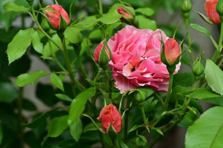 Téléchargez les photos : Belles roses poussant sur le jardin - en image libre de droit