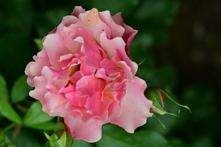 Téléchargez les photos : Belle fleur lumineuse dans le jardin - en image libre de droit