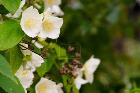 Foto de Flores blancas creciendo en el jardín - Imagen libre de derechos