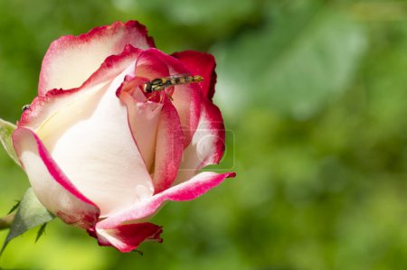 Foto de Hermosa rosa roja en el jardín - Imagen libre de derechos