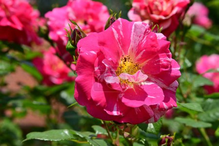 Téléchargez les photos : Belles roses roses dans le jardin - en image libre de droit