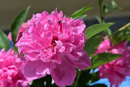 Téléchargez les photos : Fleurs pivoines roses, vue rapprochée - en image libre de droit