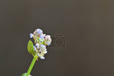 Foto de Hermoso plano botánico, fondo de pantalla natural. flor en el jardín - Imagen libre de derechos