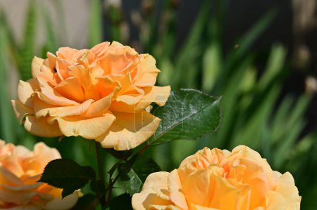 Téléchargez les photos : Belle photo botanique, papier peint naturel. fleurs dans le jardin - en image libre de droit