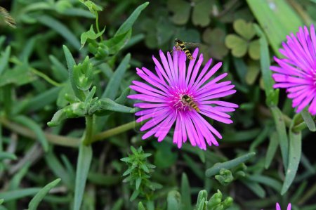 Téléchargez les photos : Belle photo botanique, papier peint naturel. fleur dans le jardin - en image libre de droit