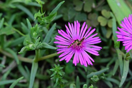 Téléchargez les photos : Belle photo botanique, papier peint naturel. fleur dans le jardin - en image libre de droit