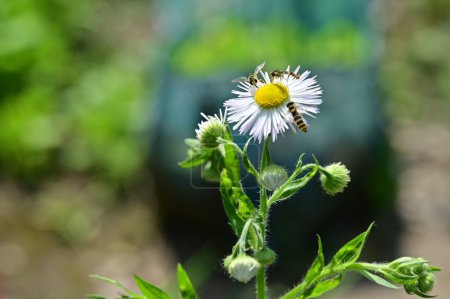 Téléchargez les photos : Abeilles sur de belles fleurs dans le jardin - en image libre de droit