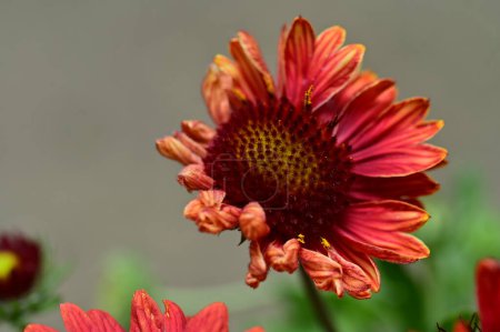 Téléchargez les photos : Belles fleurs rouges poussant dans le jardin à la journée ensoleillée d'été - en image libre de droit