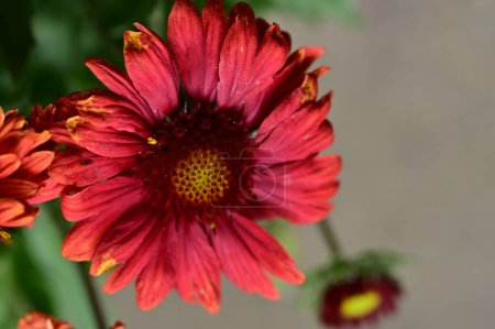 Foto de Hermosas flores rojas que crecen en el jardín en verano día soleado - Imagen libre de derechos