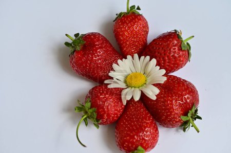 Téléchargez les photos : Belles fraises avec fleur de camomille sur fond blanc - en image libre de droit