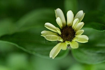 Foto de Un primer plano de una flor - Imagen libre de derechos