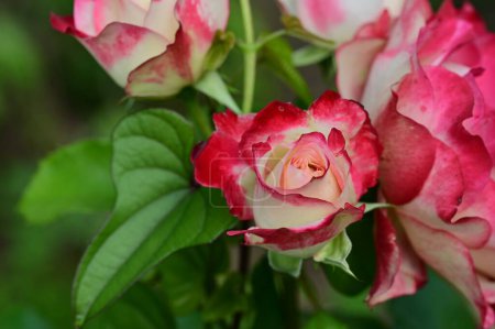 Téléchargez les photos : Un gros plan de fleurs de roses - en image libre de droit
