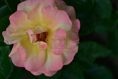 Téléchargez les photos : Un gros plan de fleur de rose - en image libre de droit