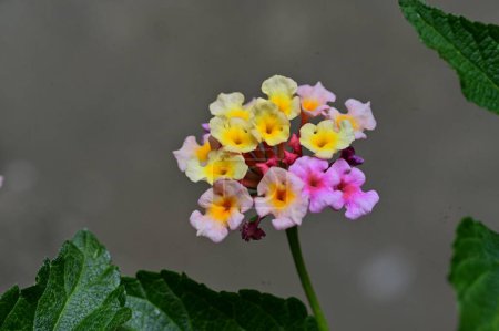 Téléchargez les photos : Gros plan de minuscules fleurs dans le jardin - en image libre de droit
