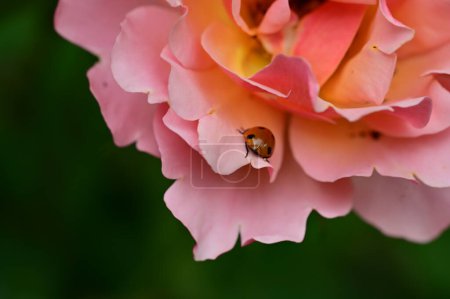 Photo for Ladybug on flower  in the garden - Royalty Free Image