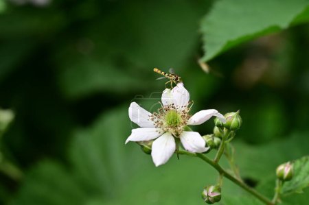 Téléchargez les photos : Gros plan d'abeille assis sur de belles fleurs blanches - en image libre de droit