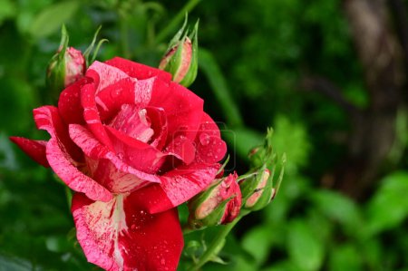 Foto de Hermosas rosas que crecen en el jardín en verano día soleado - Imagen libre de derechos