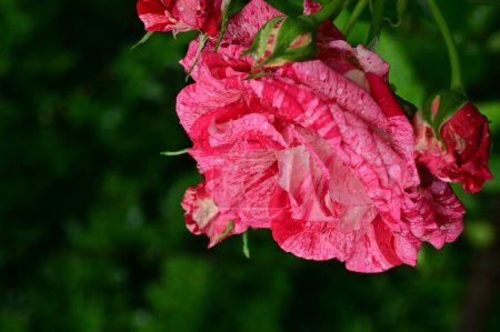 Téléchargez les photos : Belles roses poussant dans le jardin à la journée ensoleillée d'été - en image libre de droit