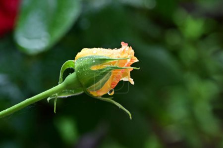 Téléchargez les photos : Belle fleur de rose dans le jardin - en image libre de droit