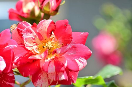Foto de Hermosas rosas que crecen en el jardín en verano día soleado - Imagen libre de derechos