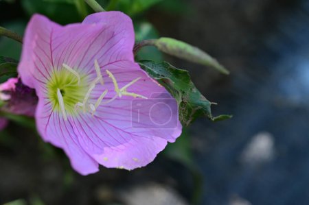 Foto de Hermosas flores rosadas en el jardín - Imagen libre de derechos