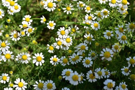 Téléchargez les photos : Abeilles sur de belles fleurs dans le jardin - en image libre de droit