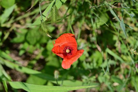 Foto de Hermosas flores de amapola roja en el jardín - Imagen libre de derechos