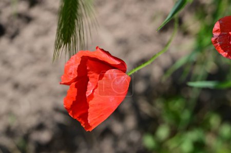 Foto de Hermosas flores de amapola roja en el jardín - Imagen libre de derechos