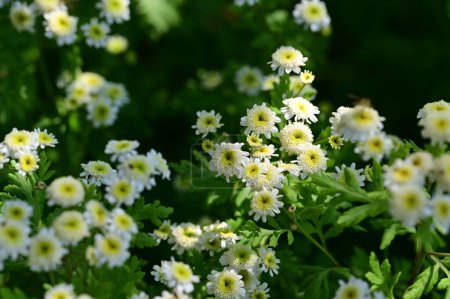 Foto de Hermoso plano botánico, fondo de pantalla natural. hermosas flores que crecen en el jardín - Imagen libre de derechos