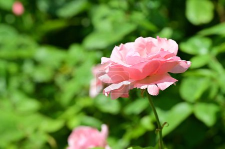 Téléchargez les photos : Belles roses poussant dans le jardin à la journée ensoleillée d'été - en image libre de droit