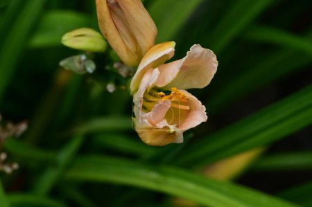 Téléchargez les photos : Belle photo botanique, papier peint naturel. belle fleur poussant dans le jardin - en image libre de droit