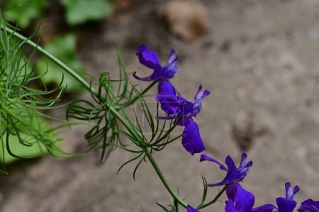 Téléchargez les photos : Fleurs violettes dans le jardin - en image libre de droit