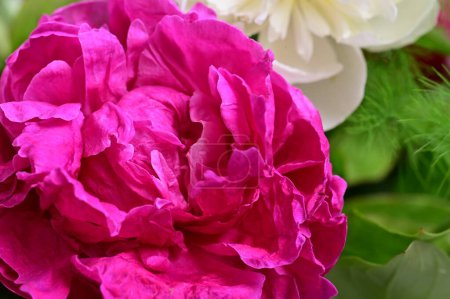 Foto de Hermoso ramo de flores de peonía, vista de cerca - Imagen libre de derechos