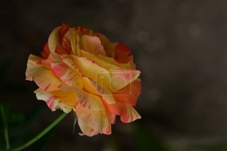 Foto de Hermosa flor de rosa creciendo en el jardín - Imagen libre de derechos