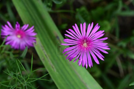 Foto de Hermosas flores púrpuras en el jardín - Imagen libre de derechos