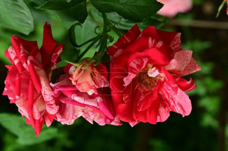 Téléchargez les photos : Belles fleurs roses poussant dans le jardin à la journée ensoleillée d'été - en image libre de droit