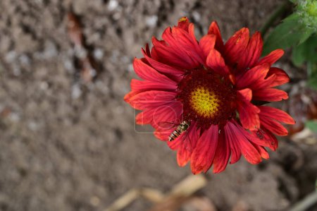 Téléchargez les photos : Abeille assise sur de belles fleurs rouges dans le jardin - en image libre de droit