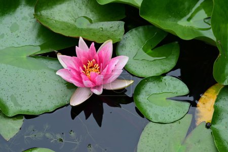 Foto de Hermosa flor de loto rosa en el estanque - Imagen libre de derechos