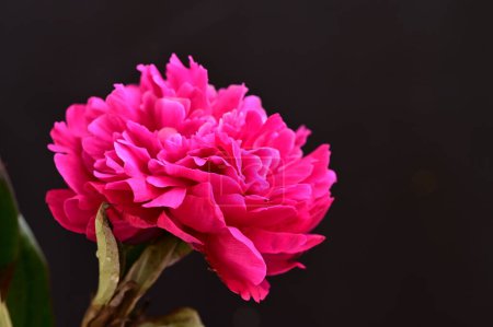 Téléchargez les photos : Belle fleur de pivoine sur fond sombre, concept d'été, vue rapprochée - en image libre de droit