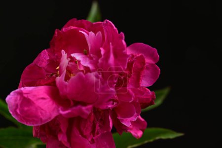 Téléchargez les photos : Belle fleur de pivoine sur fond sombre, concept d'été, vue rapprochée - en image libre de droit