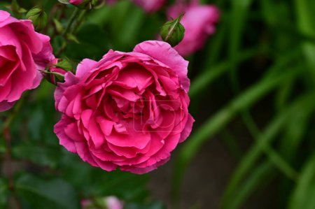 Photo for Beautiful pink roses in the garden - Royalty Free Image
