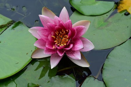 Téléchargez les photos : Belle fleur de lotus rose dans l'étang - en image libre de droit