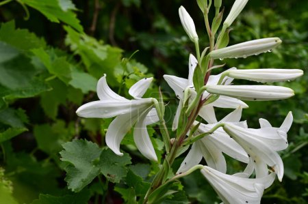 Téléchargez les photos : Fleurs de lys blanc dans le jardin en été - en image libre de droit
